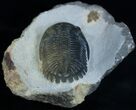 Beautiful Hollardops Trilobite #2088-1